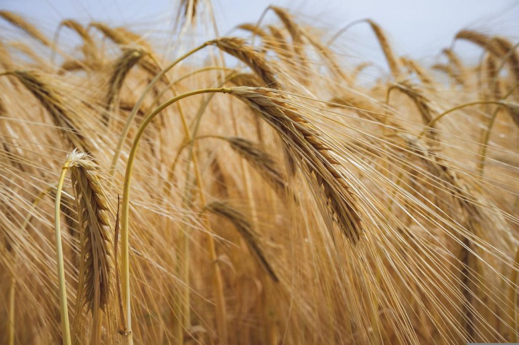 field, wheats, grains-6374781.jpg